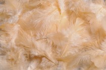 Перья 7-12 см HM0003_035 Персиковый купить в Минске – цена оптом и в розницу, характеристики | floradecor.by - фото