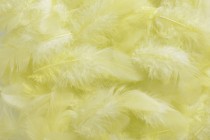 Перья 7-12 см HM0003_311 Светло желтый купить в Минске – цена оптом и в розницу, характеристики | floradecor.by - фото