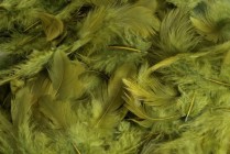 Перья 7-12 см HM0003_583U Оливковый купить в Минске – цена оптом и в розницу, характеристики | floradecor.by - фото