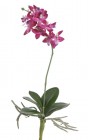 Орхидея искусственная 35 см 81CAN15422_5279 купить в Минске – цена оптом и в розницу, характеристики | floradecor.by - фото